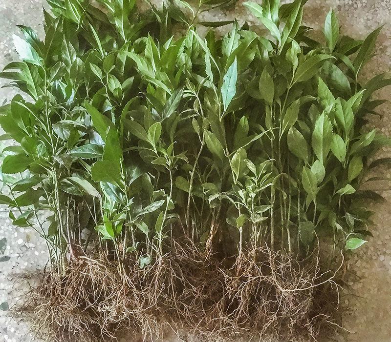 草珊瑚苗清香室内绿植家里宿舍新房除臭味四季常青
