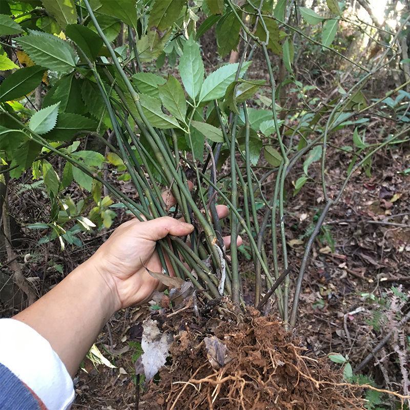 草珊瑚苗清香室内绿植家里宿舍新房除臭味四季常青