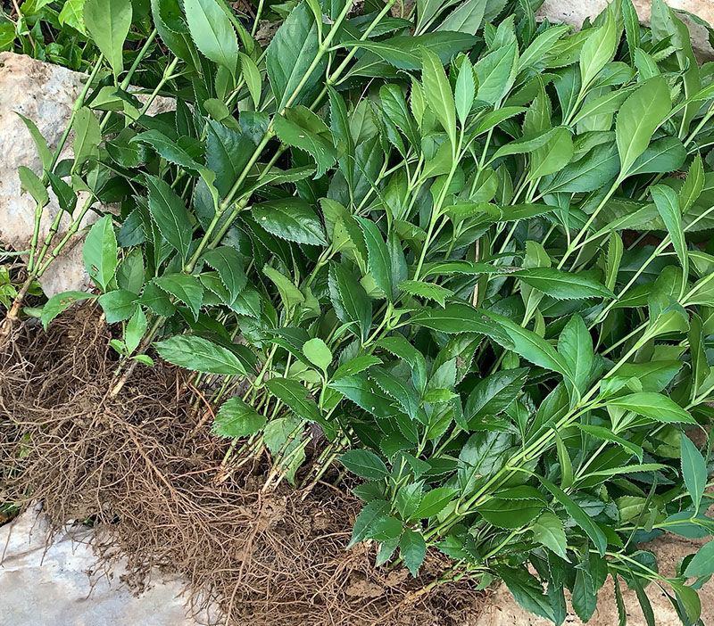 草珊瑚苗清香室内绿植家里宿舍新房除臭味四季常青