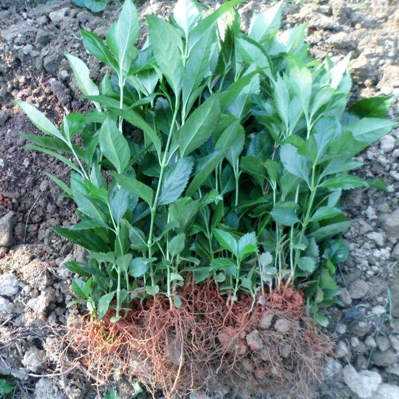 草珊瑚苗清香室内绿植家里宿舍新房除臭味四季常青