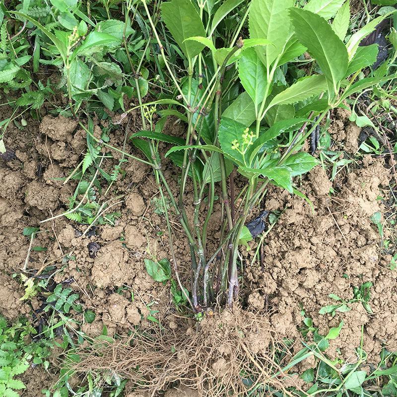 草珊瑚苗清香室内绿植家里宿舍新房除臭味四季常青