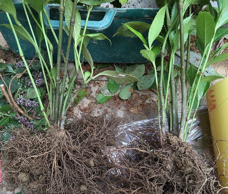 草珊瑚苗清香室内绿植家里宿舍新房除臭味四季常青