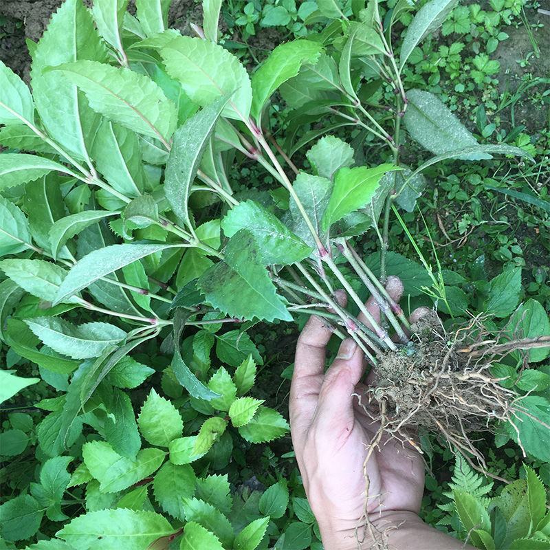 草珊瑚苗清香室内绿植家里宿舍新房除臭味四季常青