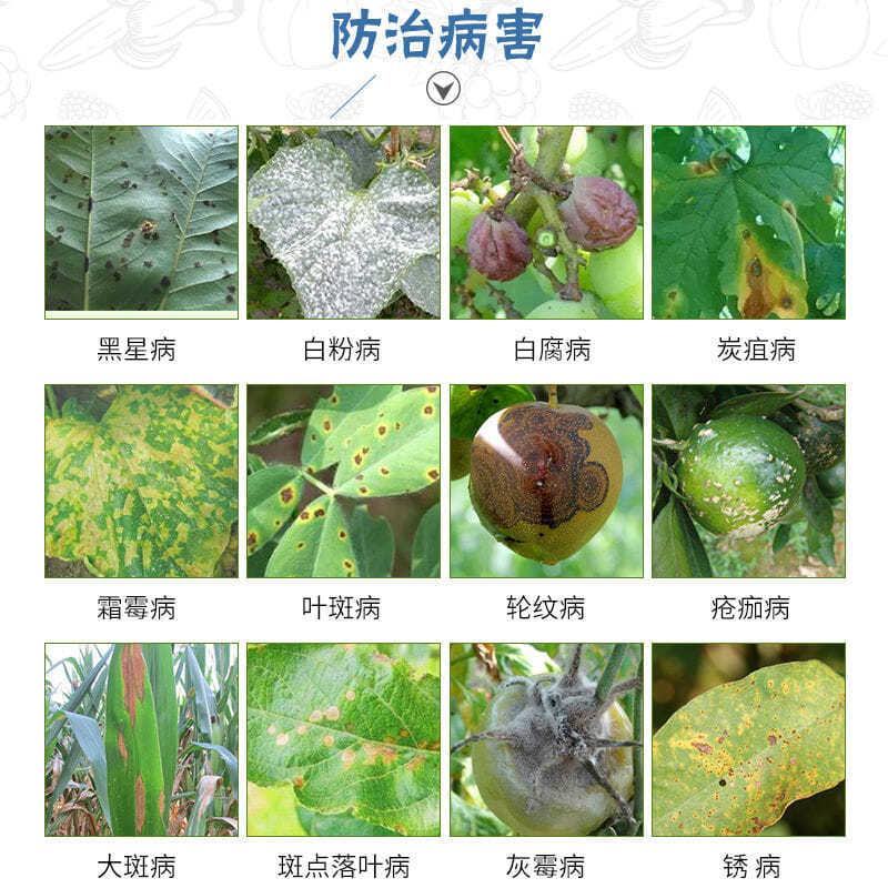 吡唑醚菌脂农药杀菌剂白粉病叶斑病炭疽病霜霉病叶枯病果树