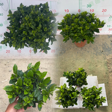 栀子花（盆栽）栀子花室内盆栽产地原供花苞多多开花鲜艳