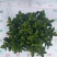 栀子花（盆栽）栀子花室内盆栽产地原供花苞多多开花鲜艳