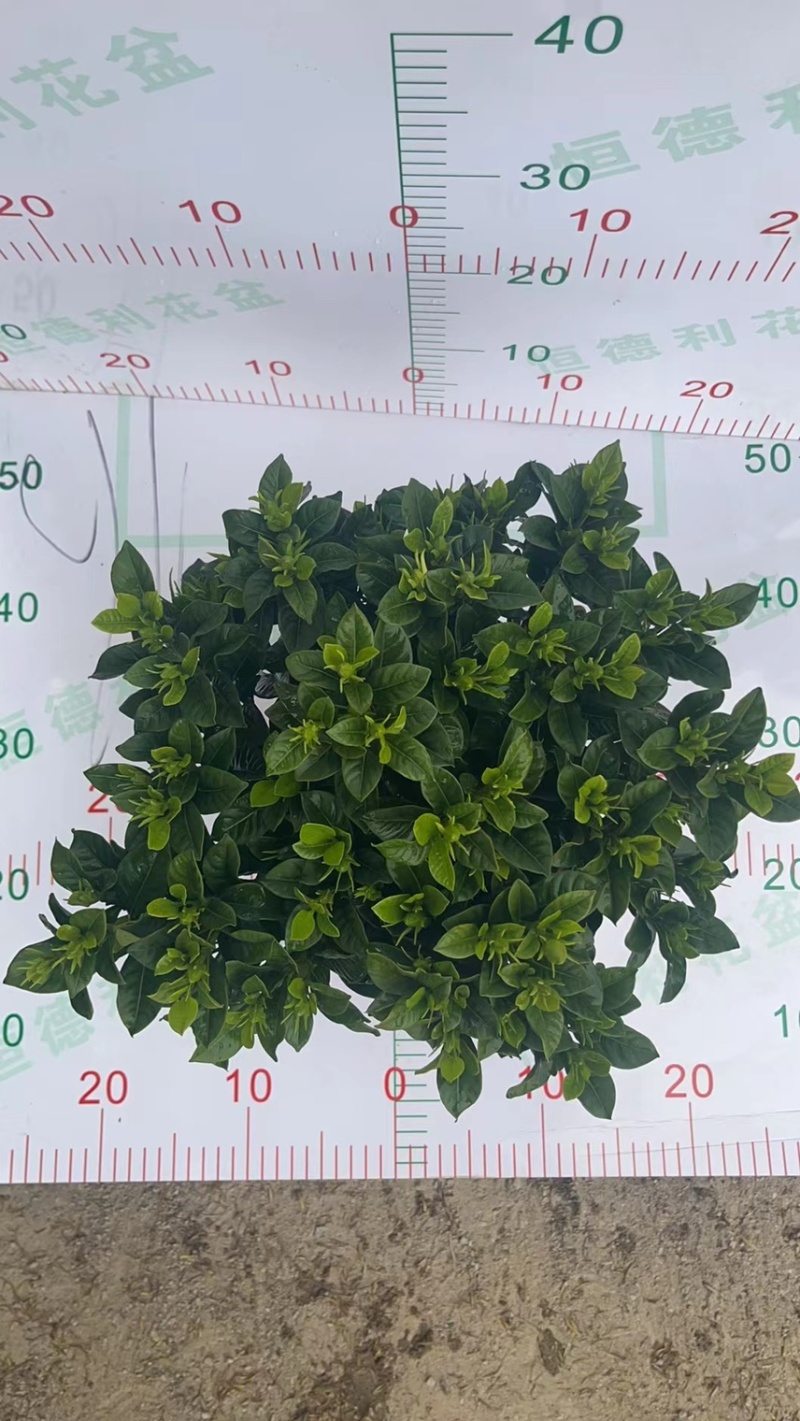 栀子花（盆栽）栀子花室内盆栽产地原供花苞多多开花鲜艳
