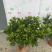 栀子花（盆栽）栀子花室内盆栽产地原供花苞多多开花鲜艳