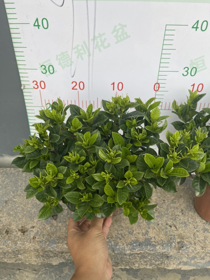栀子花（盆栽）栀子花室内盆栽产地原供花苞多多开花鲜艳