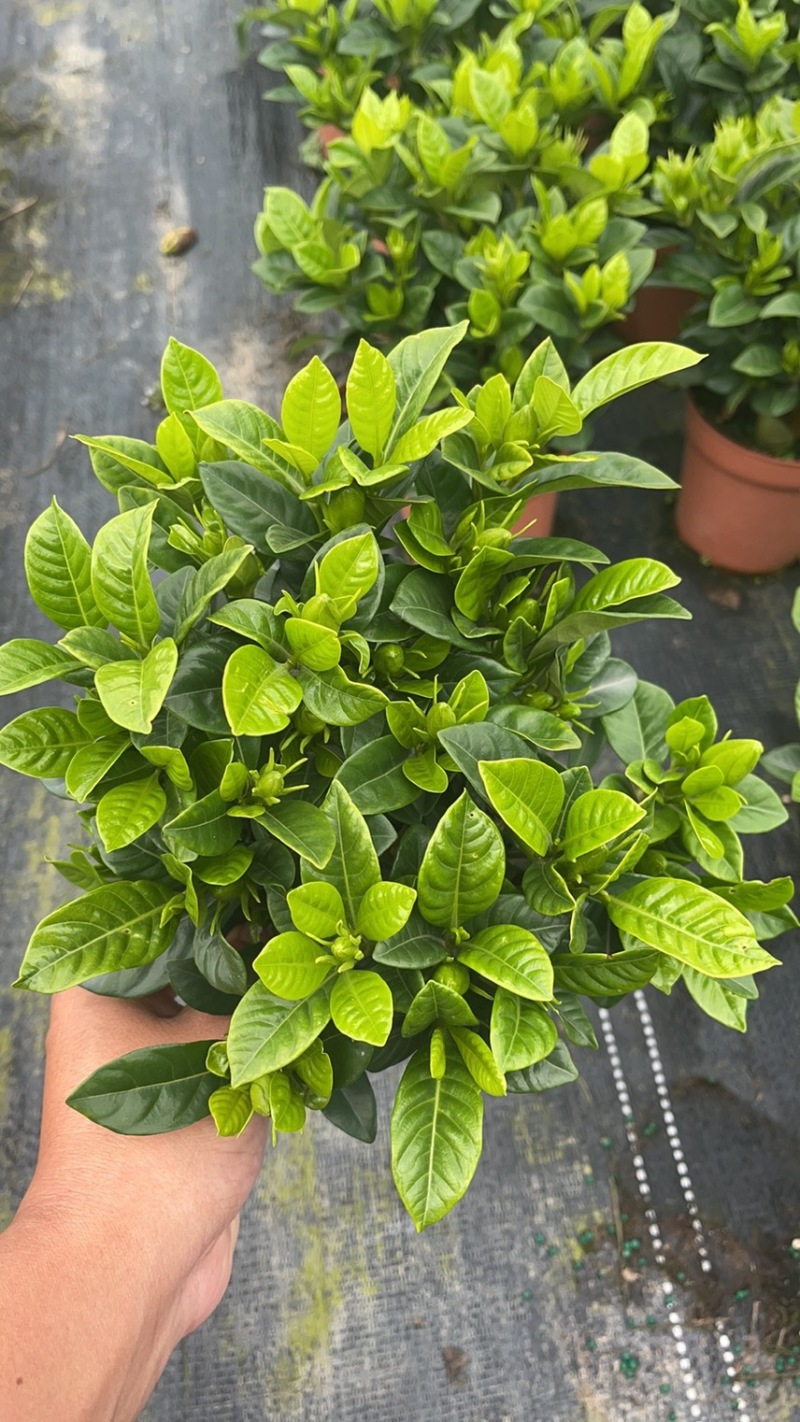 栀子花（盆栽）栀子花室内盆栽产地原供花苞多多开花鲜艳