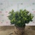 栀子花（盆栽）栀子花室内盆栽产地原供花苞多多开花鲜艳