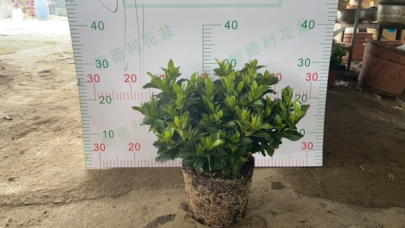 栀子花（盆栽）栀子花室内盆栽产地原供花苞多多开花鲜艳