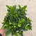 栀子花（盆栽）栀子花室内盆栽产地原供花苞多多开花鲜艳