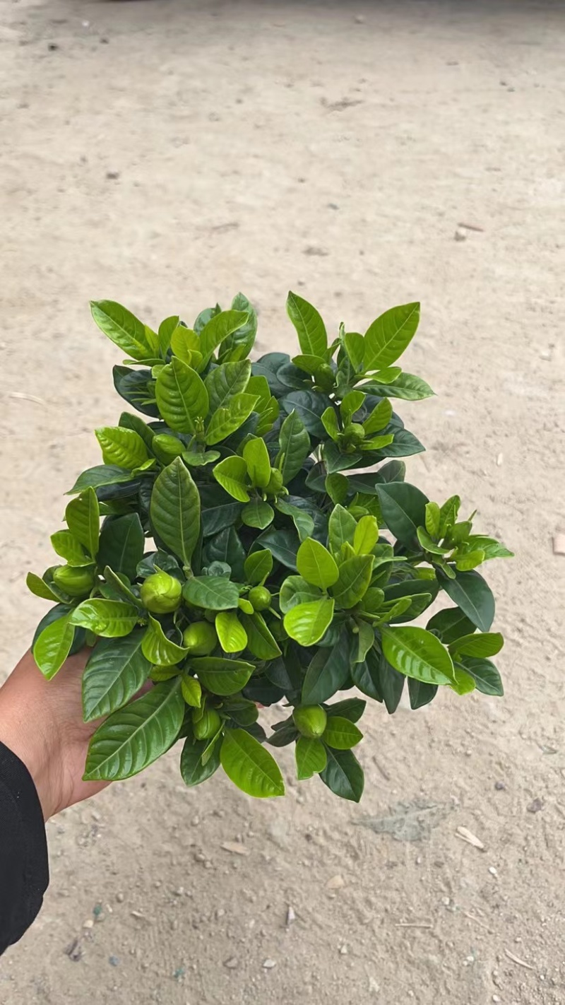 栀子花（盆栽）栀子花室内盆栽产地原供花苞多多开花鲜艳