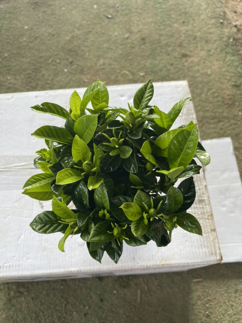栀子花（盆栽）栀子花室内盆栽产地原供花苞多多开花鲜艳