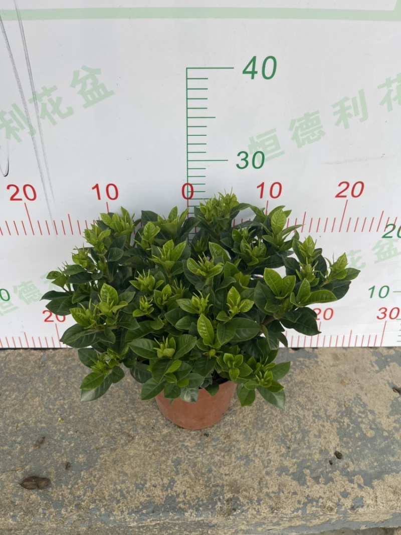 栀子花（盆栽）栀子花室内盆栽产地原供花苞多多开花鲜艳