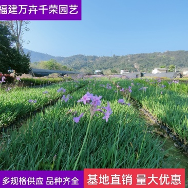 紫娇花基地批发多年生草本植物地被苗木庭院绿化