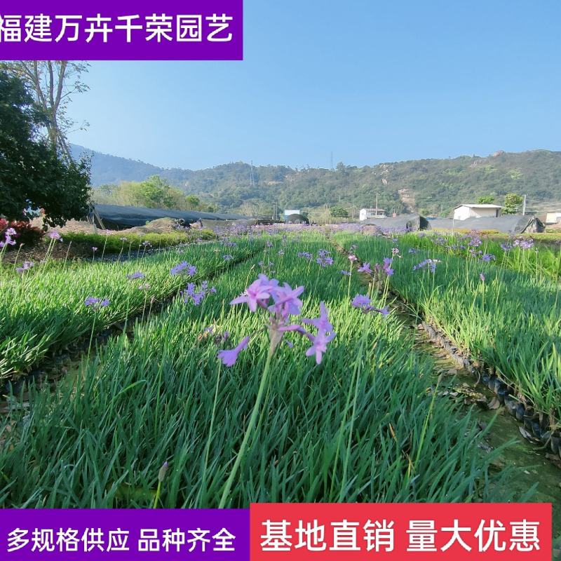 紫娇花基地批发多年生草本植物地被苗木庭院绿化