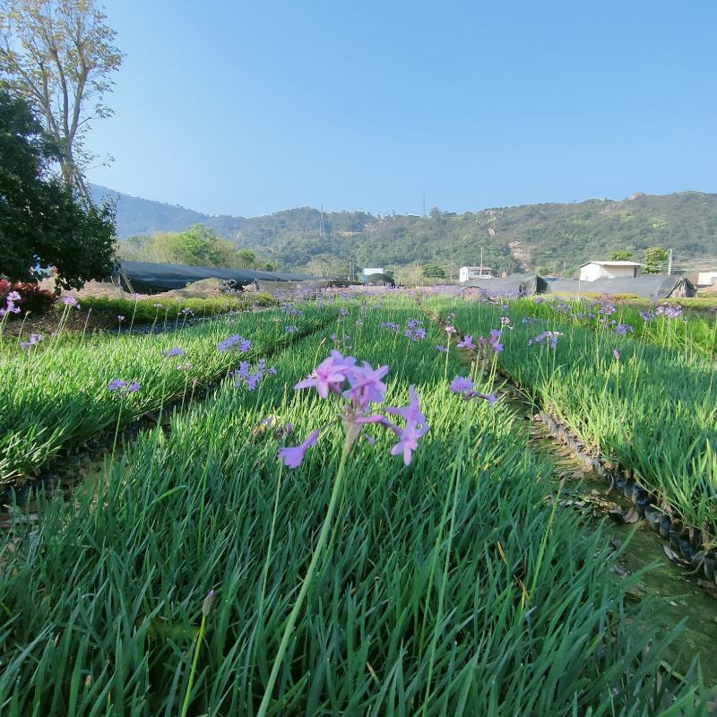 紫娇花基地批发多年生草本植物地被苗木庭院绿化