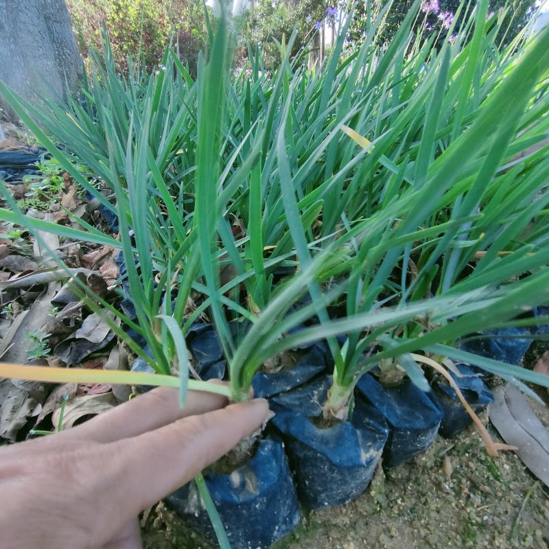 紫娇花基地批发多年生草本植物地被苗木庭院绿化