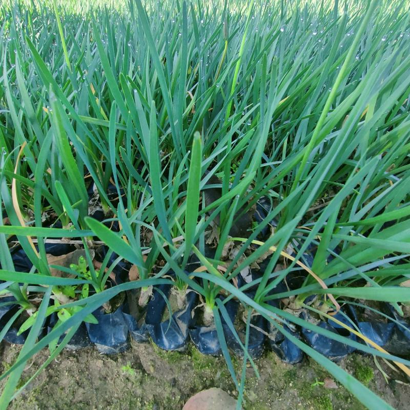 紫娇花基地批发多年生草本植物地被苗木庭院绿化