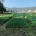 紫娇花基地批发多年生草本植物地被苗木庭院绿化
