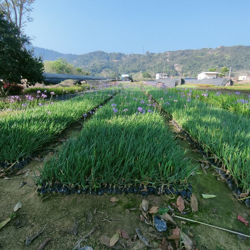 紫娇花基地批发多年生草本植物地被苗木庭院绿化
