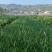 紫娇花基地批发多年生草本植物地被苗木庭院绿化