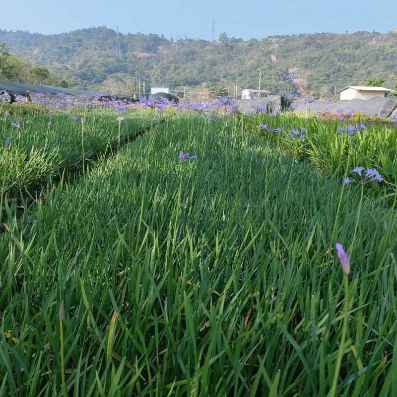 紫娇花基地批发多年生草本植物地被苗木庭院绿化