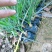 紫娇花基地批发多年生草本植物地被苗木庭院绿化