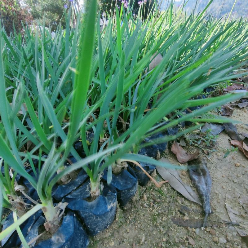 紫娇花基地批发多年生草本植物地被苗木庭院绿化