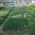 紫娇花基地批发多年生草本植物地被苗木庭院绿化