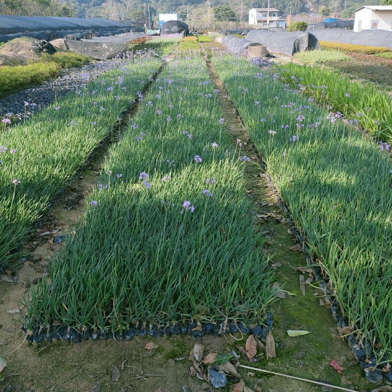 紫娇花基地批发多年生草本植物地被苗木庭院绿化