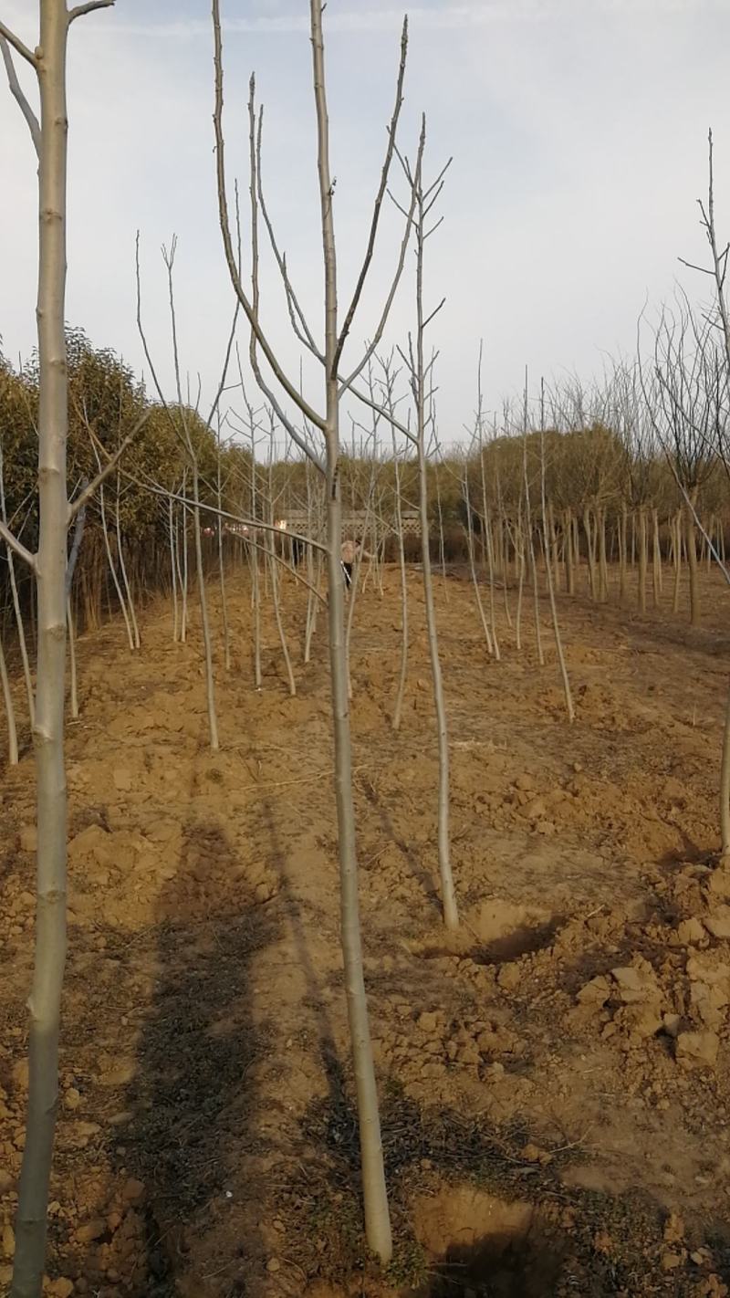 核桃树苗2公分核桃苗3公分5公分量大从优占地苗工程苗