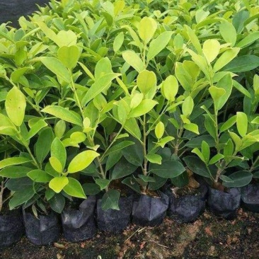黄金榕苗盆栽黄心榕黄叶榕行道园景绿篱树庭院绿植花卉