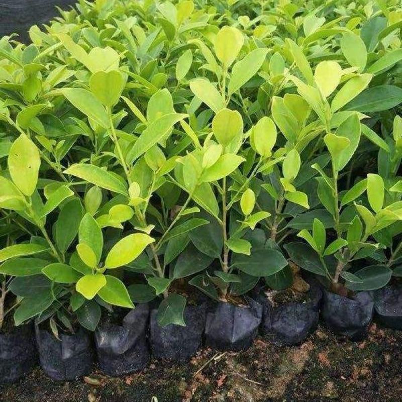 黄金榕苗盆栽黄心榕黄叶榕行道园景绿篱树庭院绿植花卉