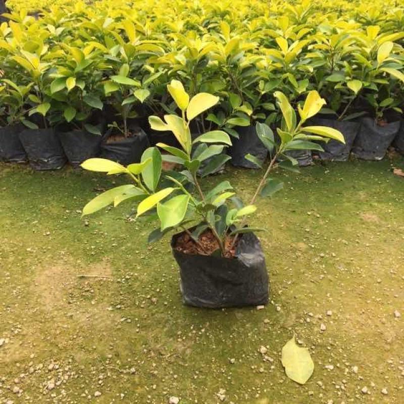 黄金榕苗盆栽黄心榕黄叶榕行道园景绿篱树庭院绿植花卉