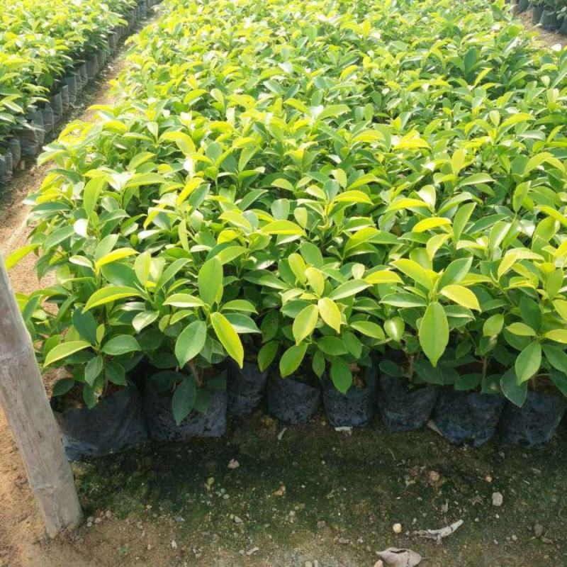 黄金榕苗盆栽黄心榕黄叶榕行道园景绿篱树庭院绿植花卉