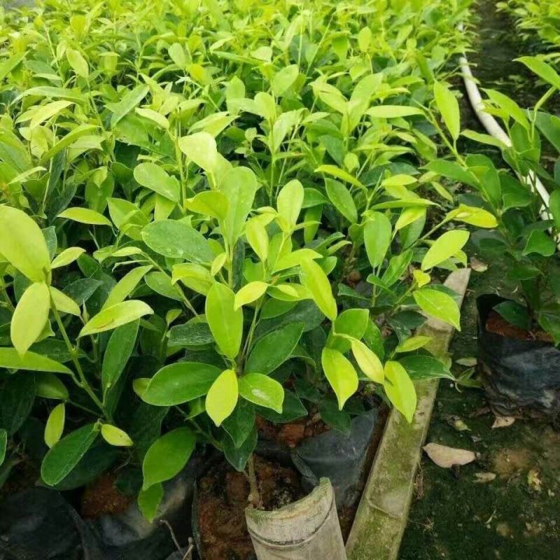 黄金榕苗盆栽黄心榕黄叶榕行道园景绿篱树庭院绿植花卉