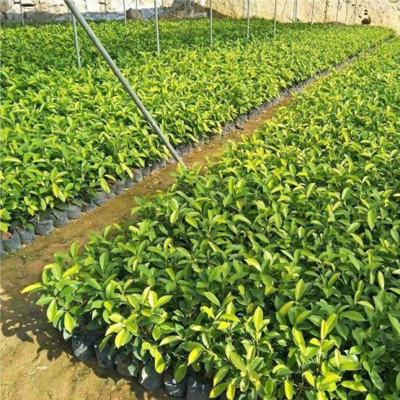黄金榕苗盆栽黄心榕黄叶榕行道园景绿篱树庭院绿植花卉