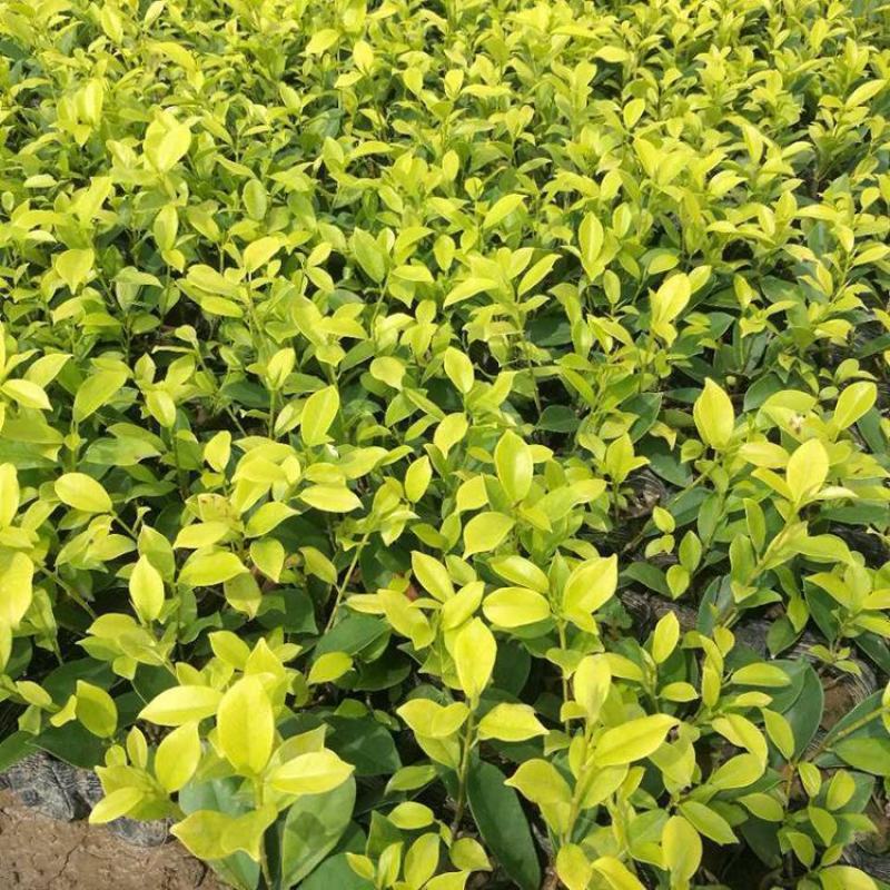 黄金榕苗盆栽黄心榕黄叶榕行道园景绿篱树庭院绿植花卉