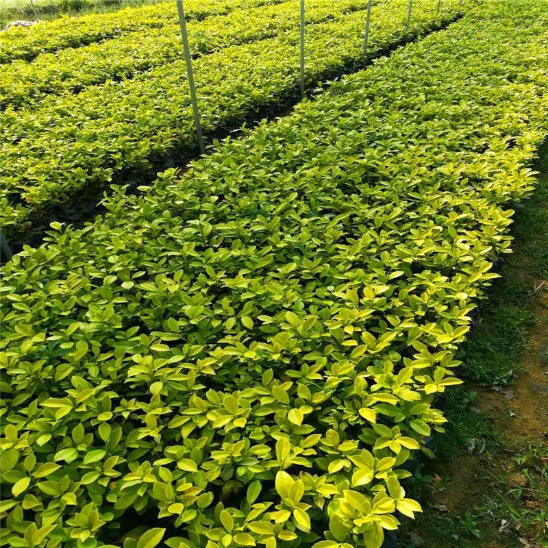 黄金榕苗盆栽黄心榕黄叶榕行道园景绿篱树庭院绿植花卉