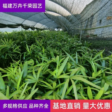 棕竹基地直供棕竹福建漳州批发棕竹棕竹袋苗各种规格供