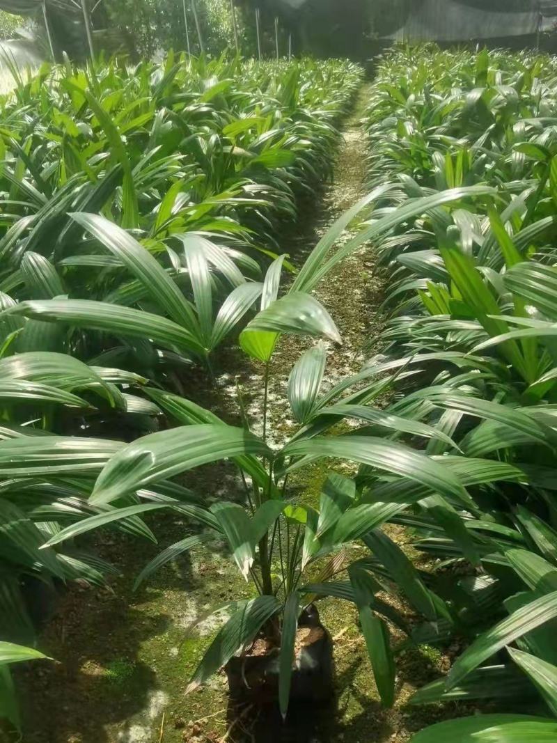 棕竹基地直供棕竹福建漳州批发棕竹棕竹袋苗各种规格供