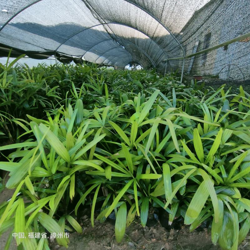 棕竹基地直供棕竹福建漳州批发棕竹棕竹袋苗各种规格供