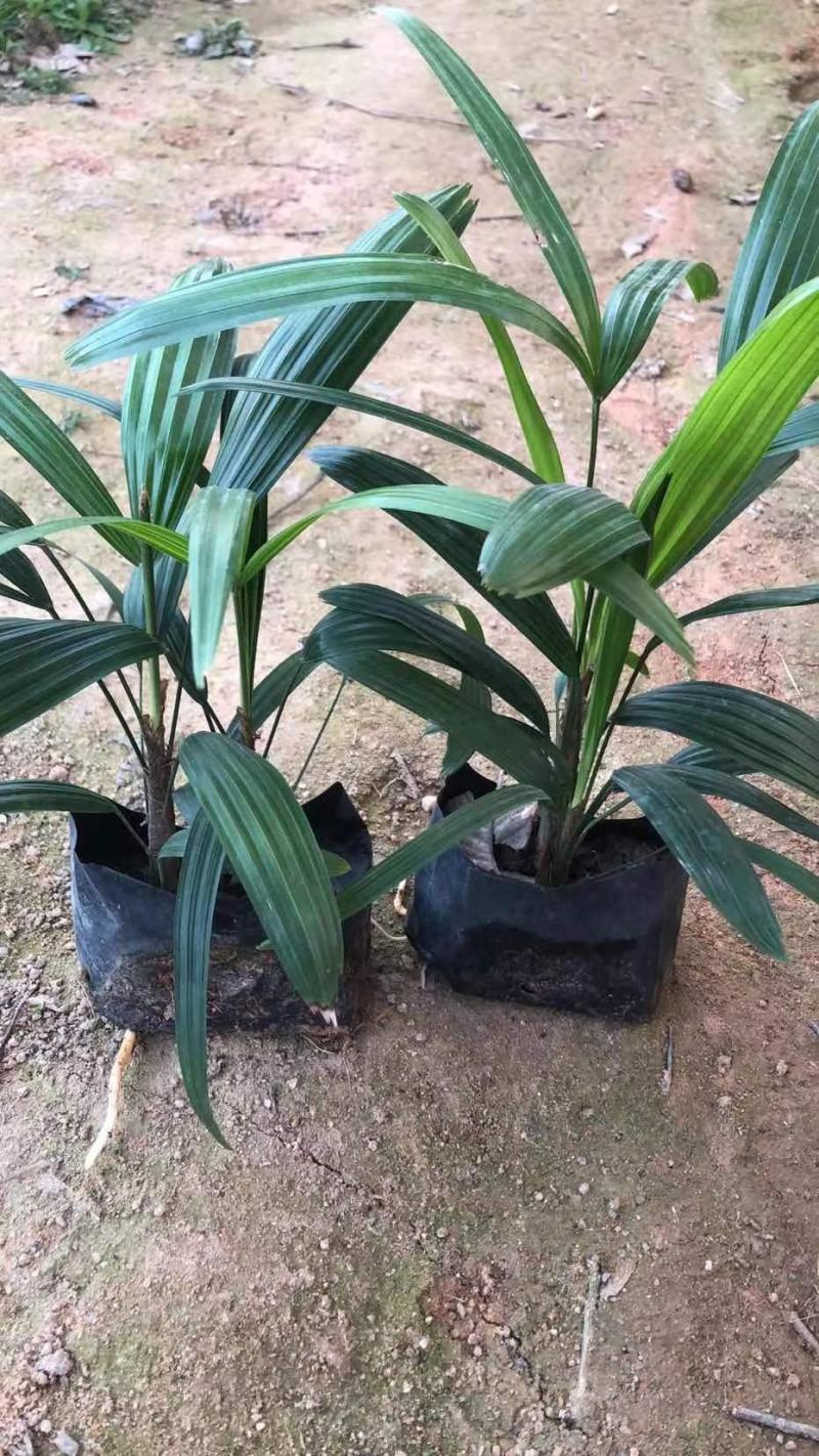 棕竹基地直供棕竹福建漳州批发棕竹棕竹袋苗各种规格供