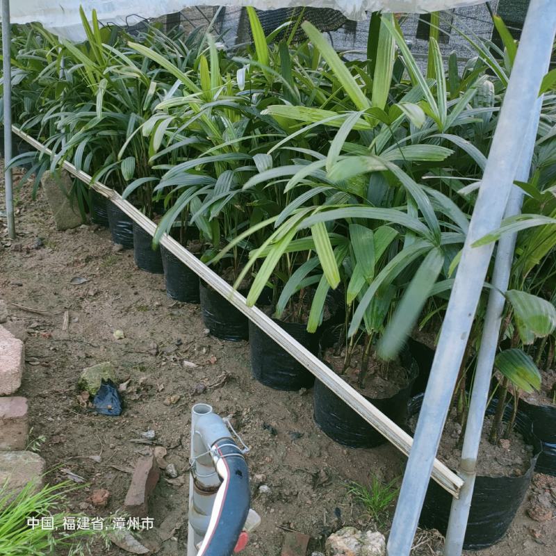 棕竹基地直供棕竹福建漳州批发棕竹棕竹袋苗各种规格供