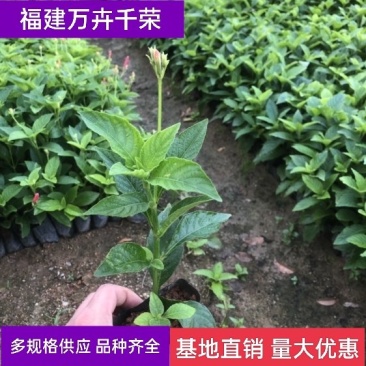 大花芦莉价格红花芦莉基地直供绿化地被大量批发