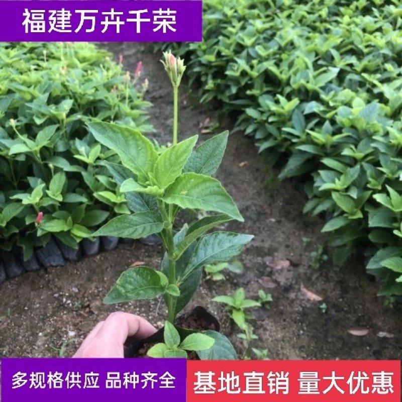 大花芦莉价格红花芦莉基地直供绿化地被大量批发