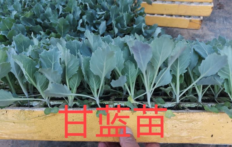 【牛商热卖】甘蓝苗绿衣甘蓝苗根系发达诚信经营